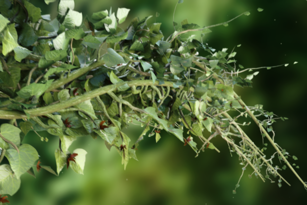 Ivy_vines_01_00201